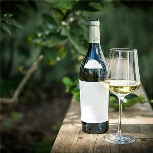 Pinot Grigio/Pinot Gris Supplier in India